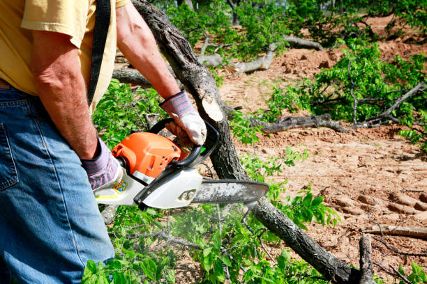 Best Lawn Disease Treatment  in Roseburg Nth, OR